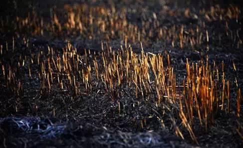 生長在焚燒后的土地中的作物,產量會有所降低 生長在焚燒后的土地中的作物,產量會有所降低