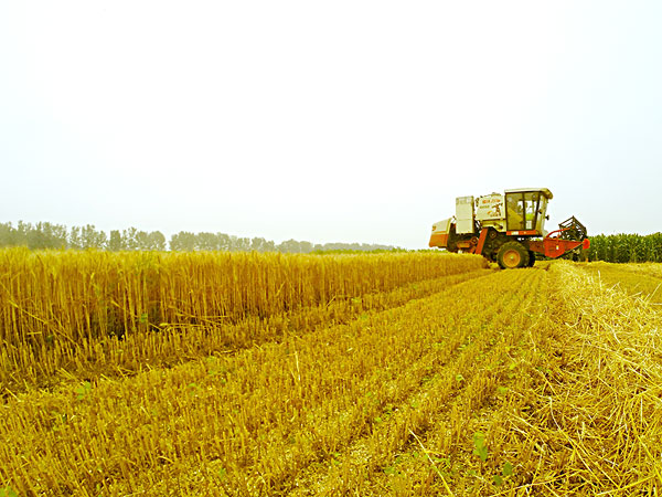 我國(guó)生物質(zhì)能源豐富取之不盡 我國(guó)生物質(zhì)能源豐富取之不盡